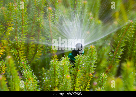 Buse de pulvérisation système d'irrigation de jardin Banque D'Images