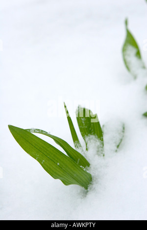 Jeune plante Briser la neige Banque D'Images