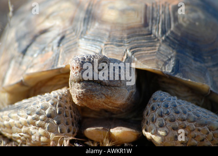 Stock photo d'une tortue du désert à pied libre. Banque D'Images