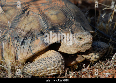 Stock photo d'un gros plan tortue du désert. Banque D'Images