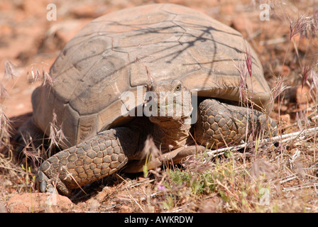 Stock photo d'une tortue du désert dans l'habitat slickrock. Banque D'Images