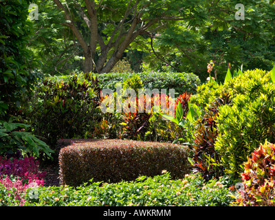 Croton (Codiaeum variegatum croton variegatus) syn. et lilly pilly (syzygium) Banque D'Images