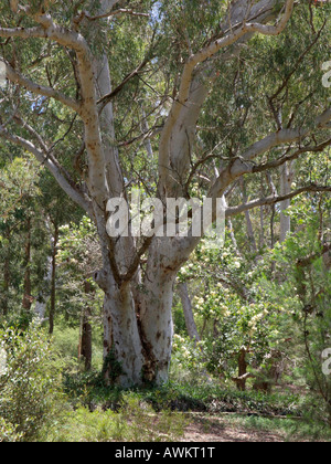 La gomme friable (eucalyptus mannifera) Banque D'Images