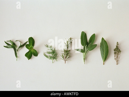 Diverses herbes, alignés horizontalement, fond blanc Banque D'Images