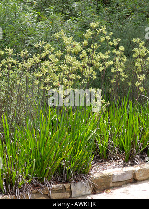 (Anigozanthos flavidus patte de kangourou) Banque D'Images