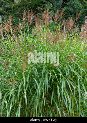 L'herbe d'argent chinois (Miscanthus sinensis 'zebrinus') Banque D'Images