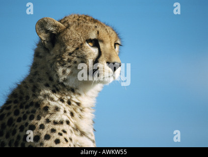 East African Guépard (Acinonyx jubatus raineyii), la tête et épaules Banque D'Images
