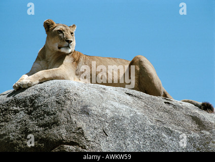 L'Afrique, Tanzanie, lioness (Panthera leo) lying on rock Banque D'Images