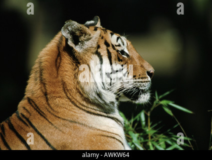 Tigre du Bengale (Panthera tigris tigris), la tête et les épaules, side view Banque D'Images