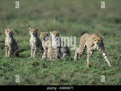 Les guépards d'Afrique de l'Est (Acinonyx jubatus raineyii), la mère et quatre jeunes Banque D'Images