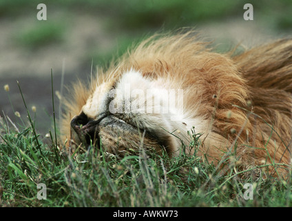 Lion (Panthera leo) roulant dans l'herbe, close-up de tête Banque D'Images