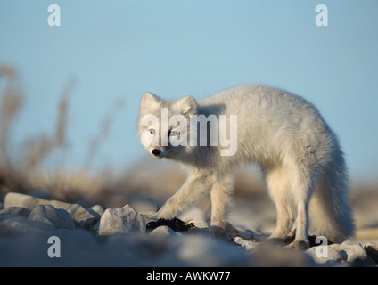 Le renard arctique (Vulpes lagopus), Canada Banque D'Images