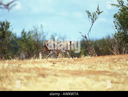 East African Guépard (Acinonyx jubatus raineyii), Tanzanie Banque D'Images