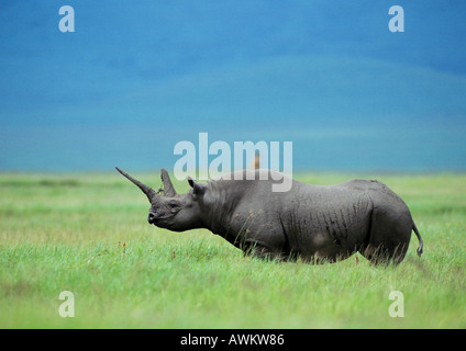 Le Rhinocéros noir (Diceros bicornis) Comité permanent dans les prairies, la Tanzanie, side view Banque D'Images