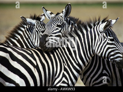 L'Afrique, Tanzanie, les zèbres des Plaines (Equus quagga) Banque D'Images