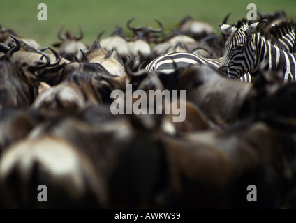 L'Afrique, Tanzanie, gnous bleu (Connochaetes taurinus) et les zèbres des Plaines (Equus quagga) Banque D'Images