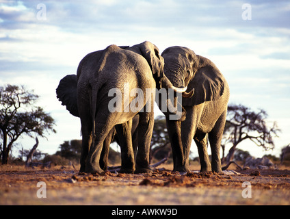 Bush de l'Afrique de l'éléphant (Loxodonta africana) avec trunks entertwined dans accueil, Botswana, Africa Banque D'Images