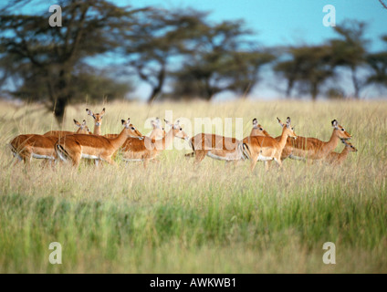 Troupeau d'Impala (Aepyceros melampus) dans les prairies, la Tanzanie, l'Afrique Banque D'Images