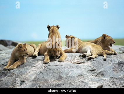 Lion cubs (Panthera leo) lying on rock Banque D'Images