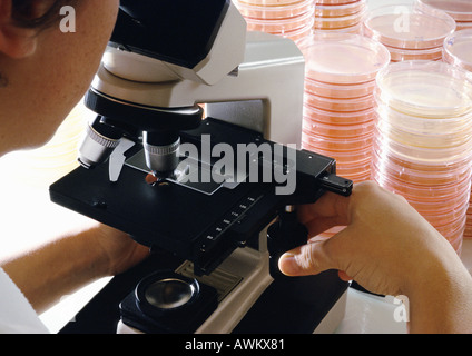 Personne à l'aide de microscope, close-up, des piles de boîtes de pétri en arrière-plan Banque D'Images