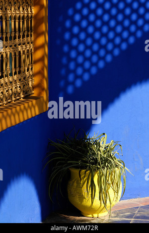 Pot à fleurs jaune devant un mur bleu lumineux, jardin Majorelle, Marrakech, Maroc, Afrique Banque D'Images