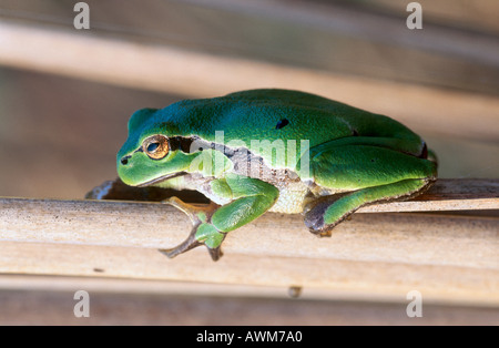 Close-up d'Hyla arborea) on leaf Banque D'Images