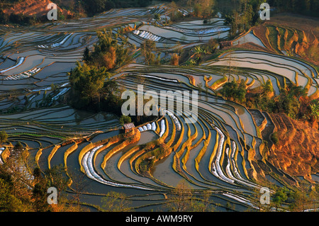 Terrasses de riz à la bouche du Tigre, Yuanyang, Yunnan, Chine, Asie Banque D'Images