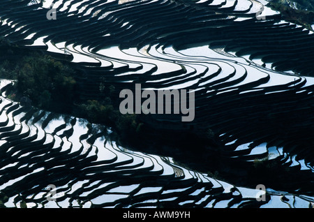 Terrasses de riz à Bada, Yuanyang, Yunnan, Chine, Asie Banque D'Images