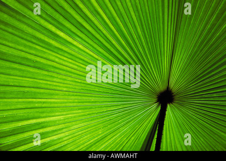 La feuille de palmier (Arecaceae), Vallée de Mai Nature Reserve, Praslin, Seychelles, Afrique Banque D'Images