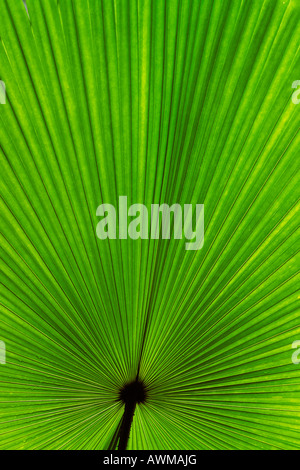 La feuille de palmier (Arecaceae), Vallée de Mai Nature Reserve, Praslin, Seychelles, Afrique Banque D'Images
