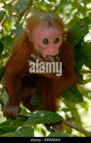 Singe Cacajao calvus rouge uakari ucayalii Banque D'Images