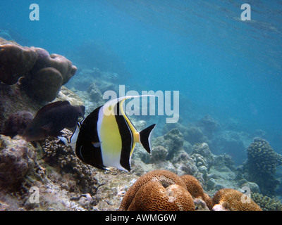 Idole maure [Holiday Island Reef, Kaafu Atoll, Maldives, en Asie] . Banque D'Images