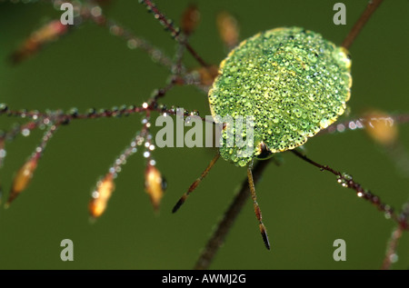 Larve d'un green stink bug (Palomena prasina) Banque D'Images