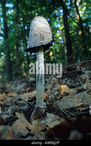 Shaggy Mane (Coprinus comatus), champignon comestible Banque D'Images