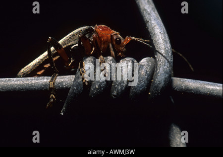 Cantharis fusca (soldat) Banque D'Images