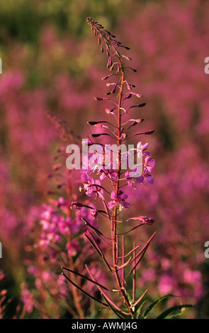 Rosebay Willowherb (Epilobium angustifolium) Banque D'Images