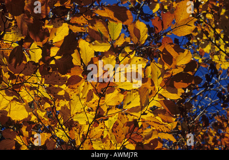 Le hêtre commun feuilles à l'automne couleurs (Fagus sylvatica) Banque D'Images