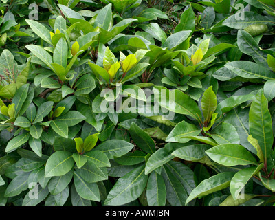 Cherry brosse (syzygium australe) Banque D'Images