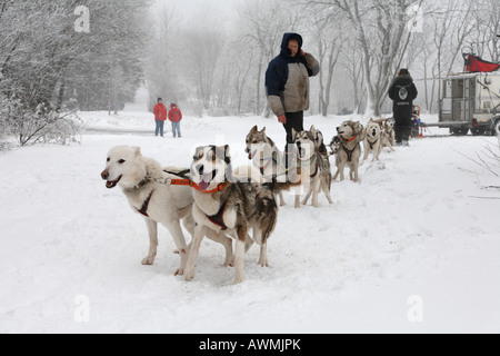 L'équipe de chien de traîneau dans le Schwarze Berge (Montagnes Noires), Gamme Rhoen, Franconia, Bavaria, Germany, Europe Banque D'Images