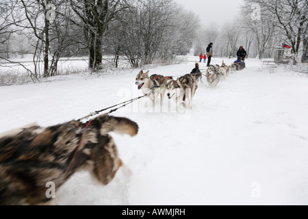 L'équipe de chien de traîneau dans le Schwarze Berge (Montagnes Noires), Gamme Rhoen, Franconia, Bavaria, Germany, Europe Banque D'Images