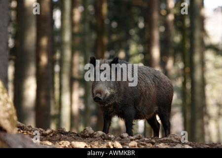 Le sanglier (Sus scrofa) dans un boîtier extérieur dans le Bayerischer Wald (forêt de Bavière), Thuringe, Bavière, Allemagne, Euro Banque D'Images