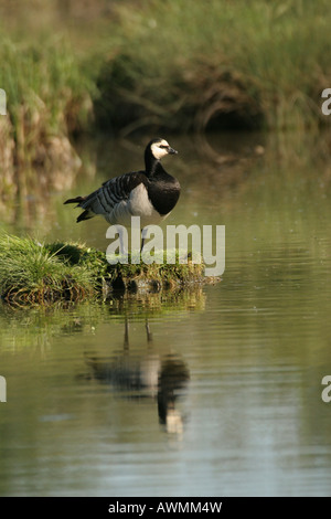 Bernache nonnette (Branta leucopsis) perchés sur une petite île grass dans la rivière Lech, Bavaria, Germany, Europe Banque D'Images