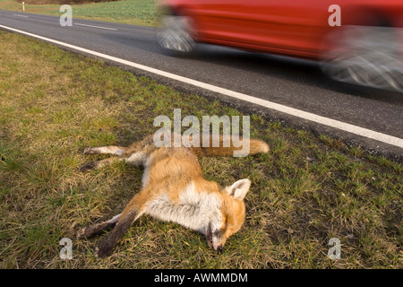 Dead Red Fox (Vulpes vulpes) sur le côté de la route Banque D'Images