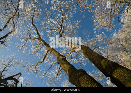 Couvert de gel de la cime des arbres contre un ciel bleu Banque D'Images