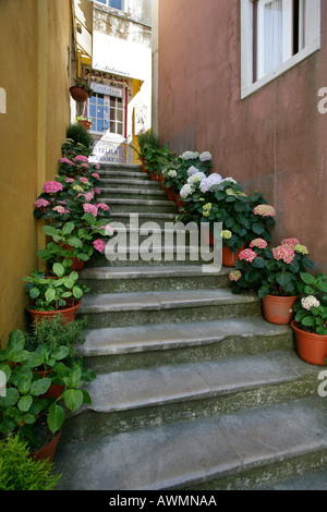 Un escalier extérieur décoré avec beaucoup de pots de fleurs hortensia bleu et rouge dans le village coloré de Sintra, Portugal Banque D'Images