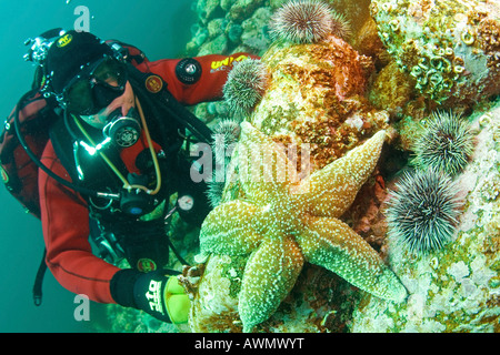 L'Étoile de mer commune (Asterias rubens) et plongeur. La mer de Barents, Russie Banque D'Images