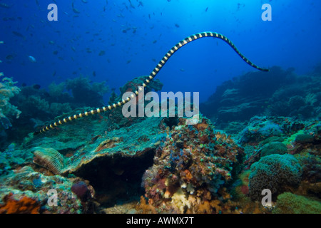 Mer bagués krait ou en bandes, serpent de mer Laticauda colubrina, Philippines. Banque D'Images