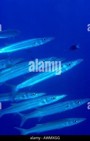 Heller's Barracudas (Sphyraena helleri), Palaos, Océanie Banque D'Images