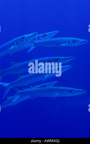 Heller's Barracudas (Sphyraena helleri), Palaos, Océanie Banque D'Images