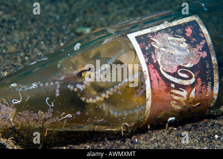 Poulpe persillés ou noix de coco Poulpe (Octopus marginatus) à se cacher dans une vieille bouteille de Coca Cola, l'Indonésie, l'Asie Banque D'Images